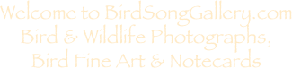 Welcome to BirdSongGallery.com
Bird & Wildlife Photographs,
Bird Fine Art & Notecards